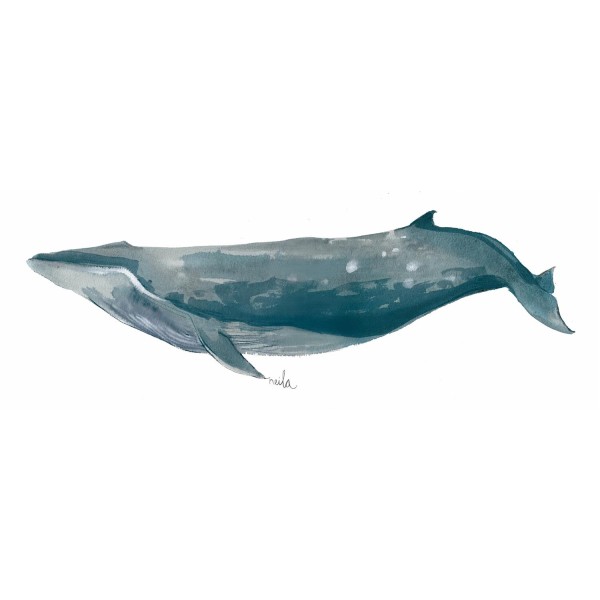 BALLENA MOTEADA