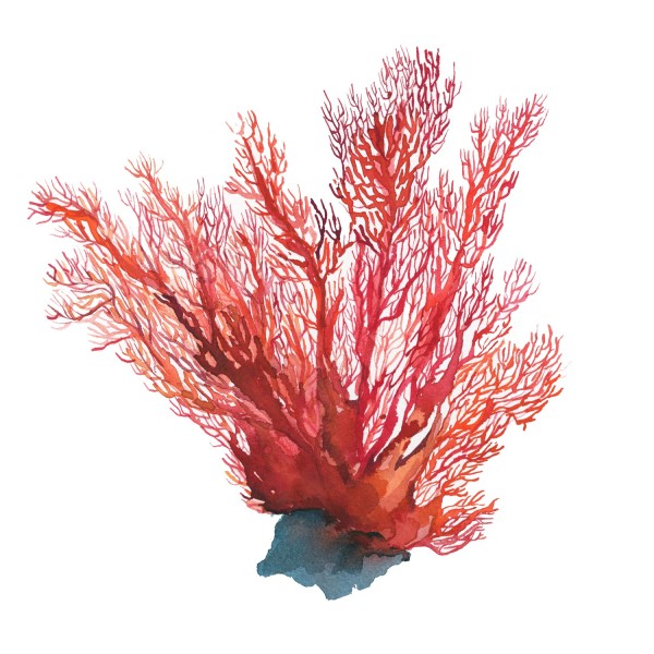 CORAL