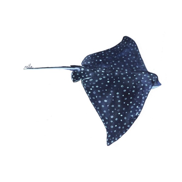MANTA RAYA