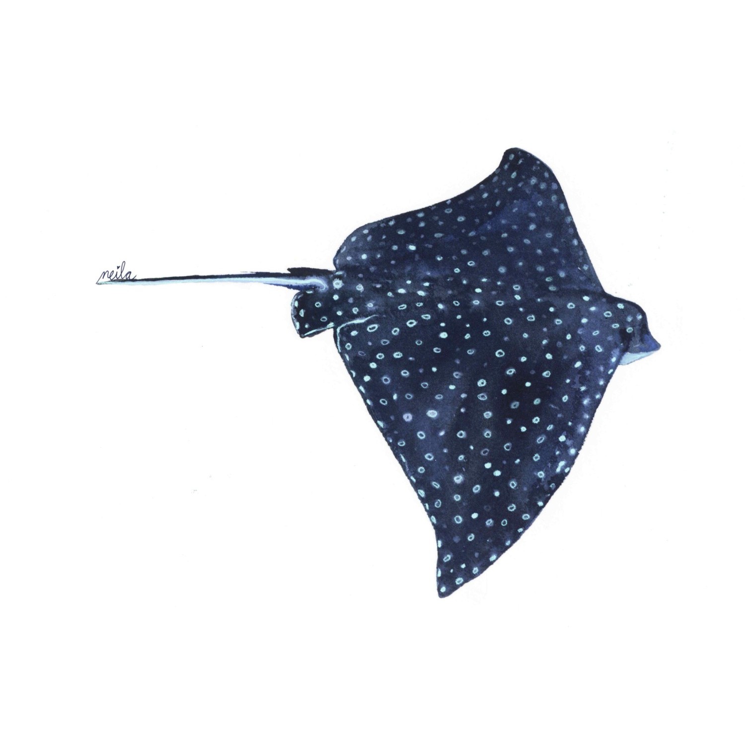 MANTA RAYA