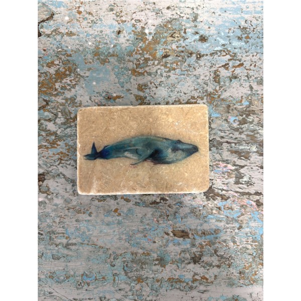 BALLENA BARBUDA