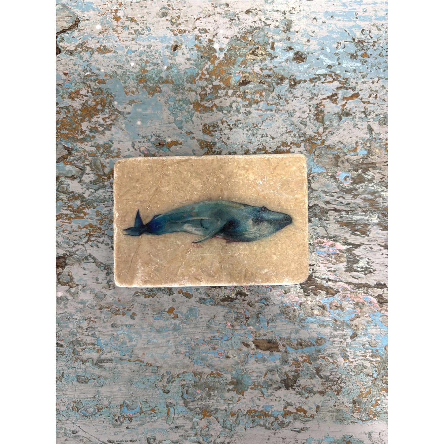 BALLENA BARBUDA