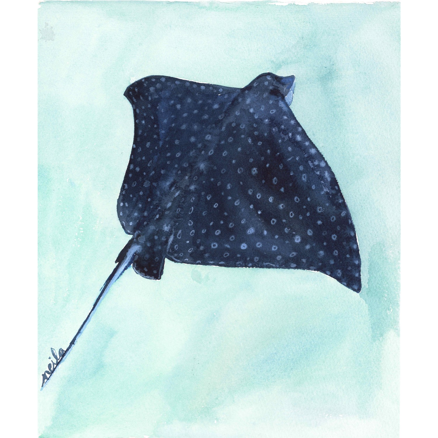 MANTA RAYA