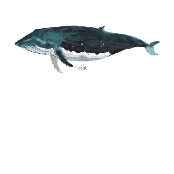 BALLENA NUEVA