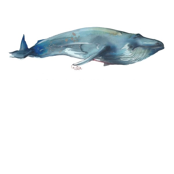 BALLENA BARBUDA